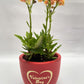 Kalanchoe flower plant in 4inch terracotta pot