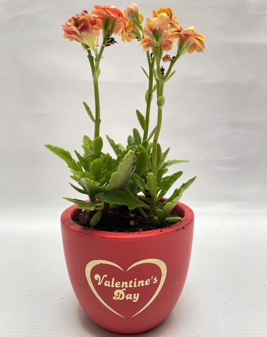 Kalanchoe flower plant in 4inch terracotta pot