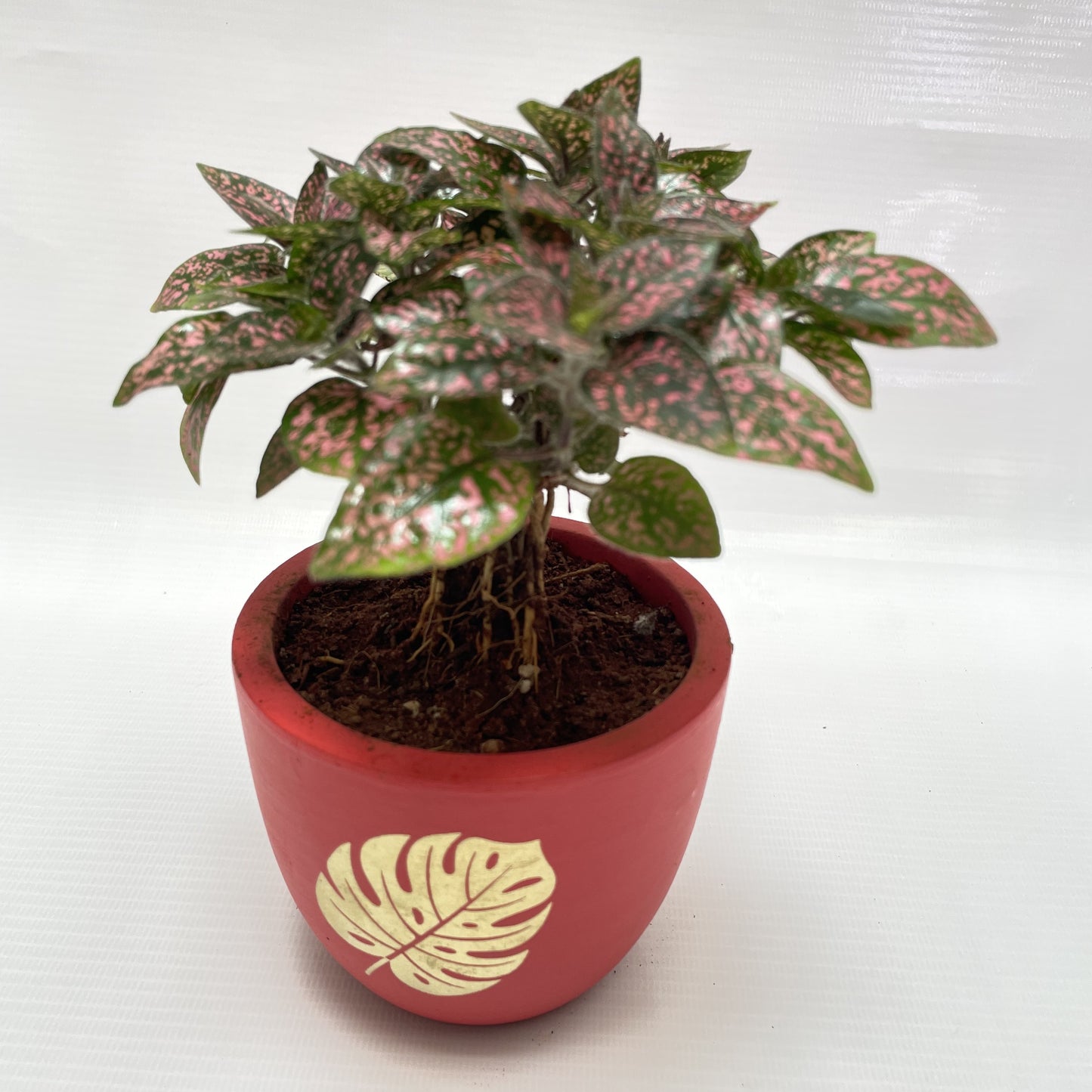 Pink fittonia in 4inch terracotta pot