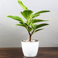 Rubber Plant Lemon Lime in 5inch pot