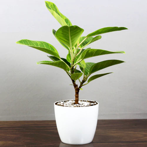 Rubber Plant Lemon Lime in 5inch pot