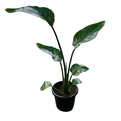 Bird Of Paradise white in 8inch nursery pot (2 to 3 feet height)