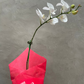 White orchid in a red vase against a gray background