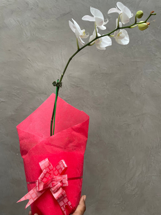 Phalaenopsis (moth) orchid with blooms for gifting
