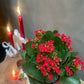 Kalanchoe flower plant in gift package