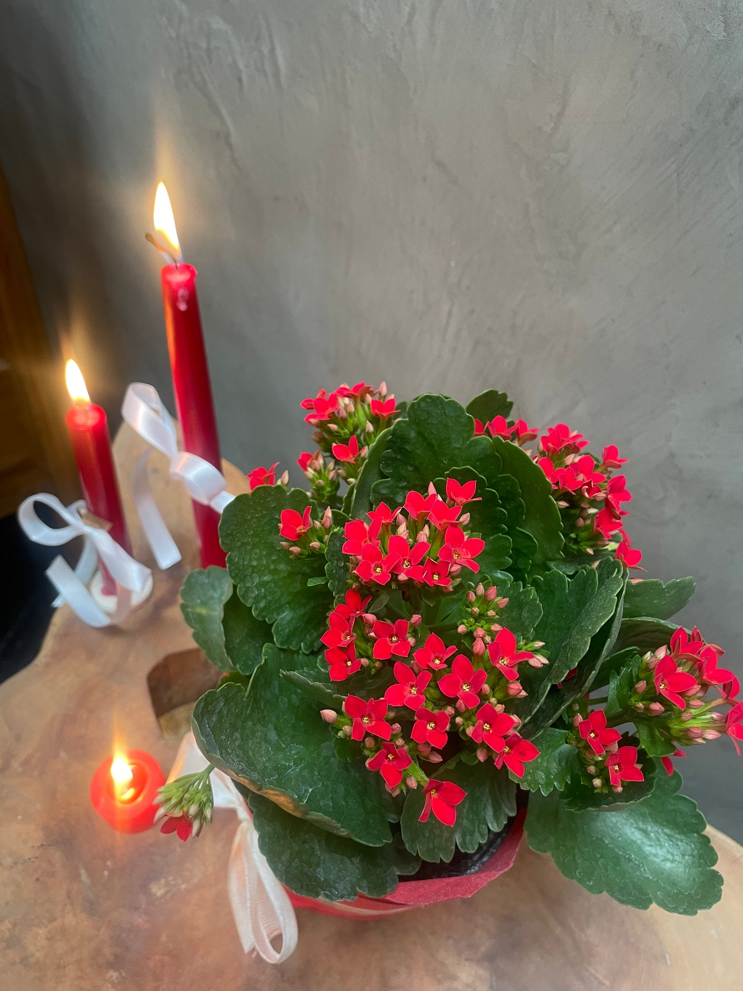 Kalanchoe flower plant in gift package