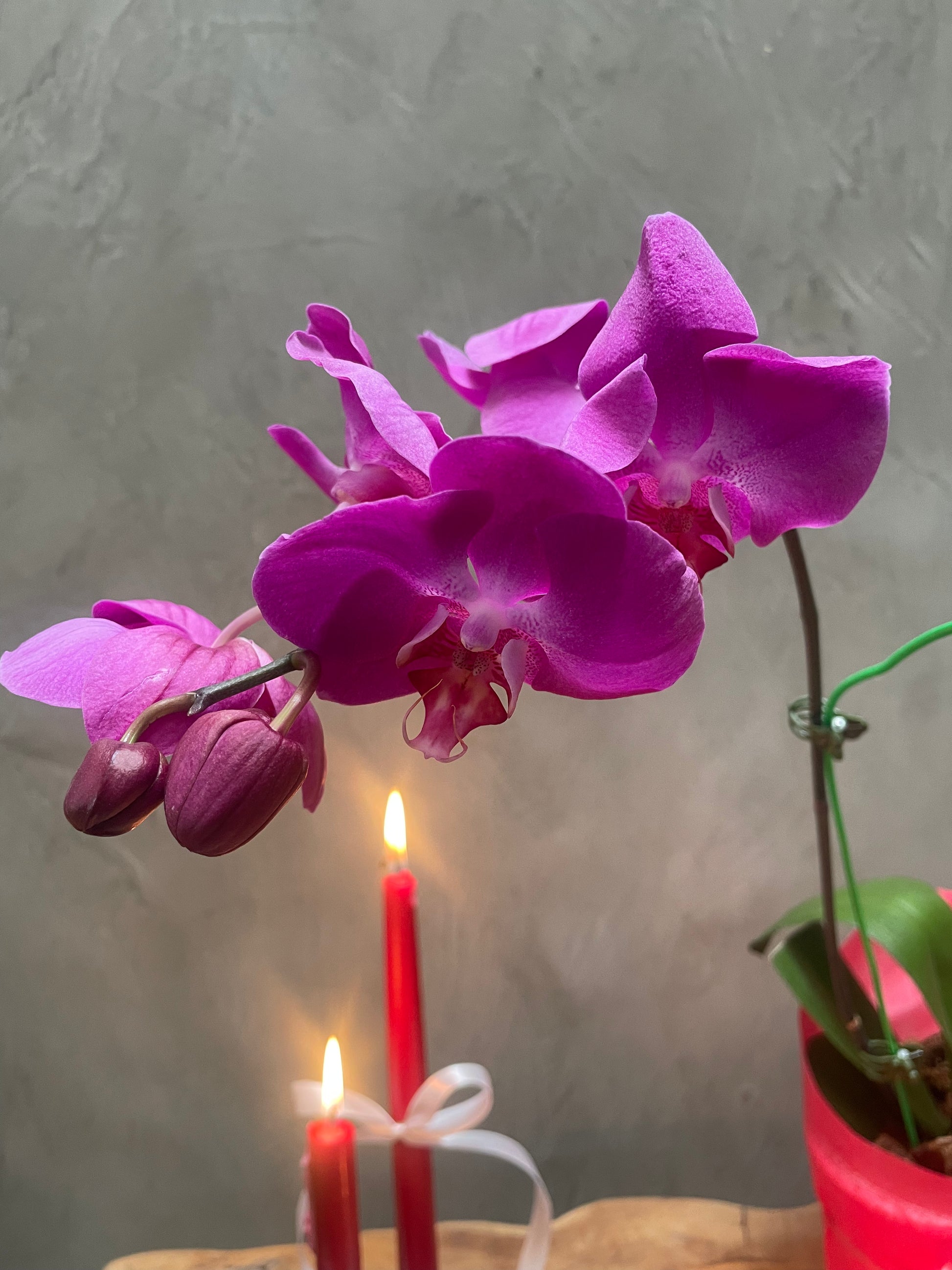 Purple orchids with red candles against a gray background