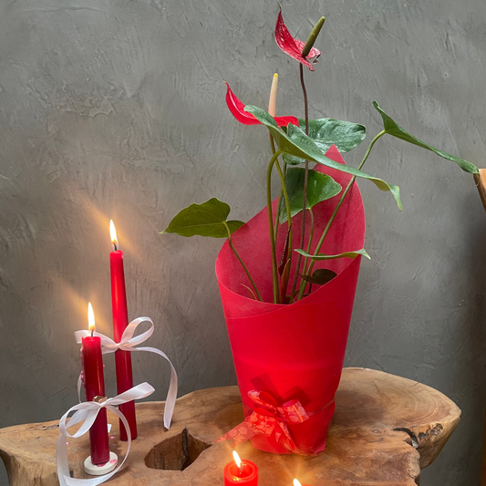Red Anthurium plant in 5inch for gifting