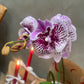 Purple orchid with red candles on a wooden surface