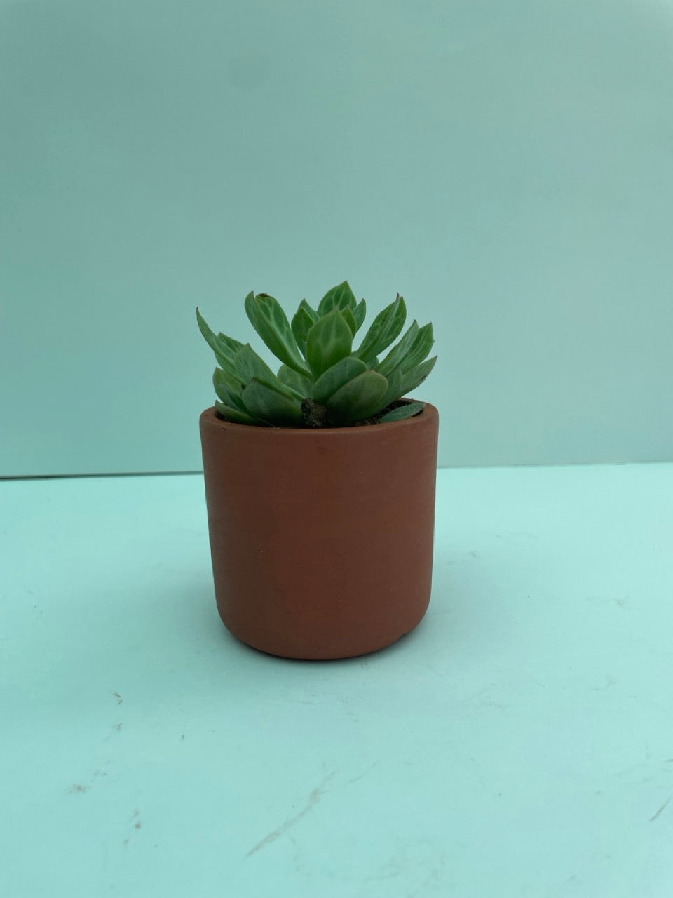 Succulent in terracotta pot