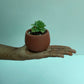 Succulent in terracotta pot