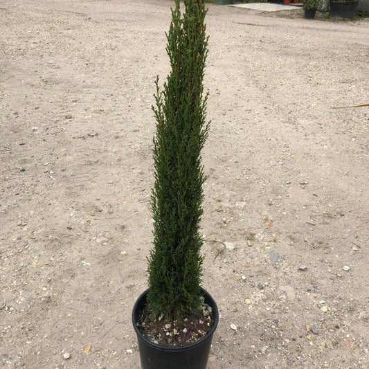 Italian Cypress (Cupressus sempervirens) plant 4inch pot- 1ft+ height