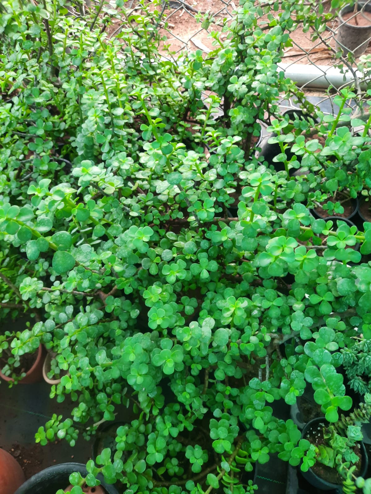 jade succulent plant in a pot