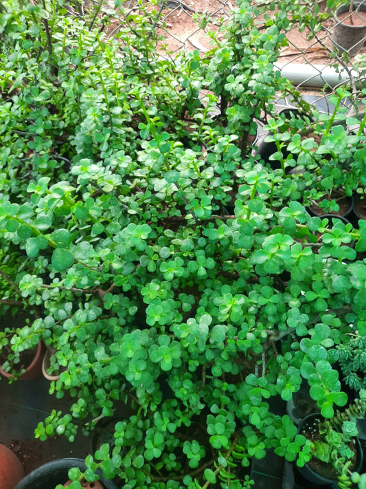 jade succulent plant in a pot