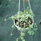 Hanging plant in a pot on a grid background