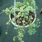 Hanging succulent plant in a white pot on a green grid background
