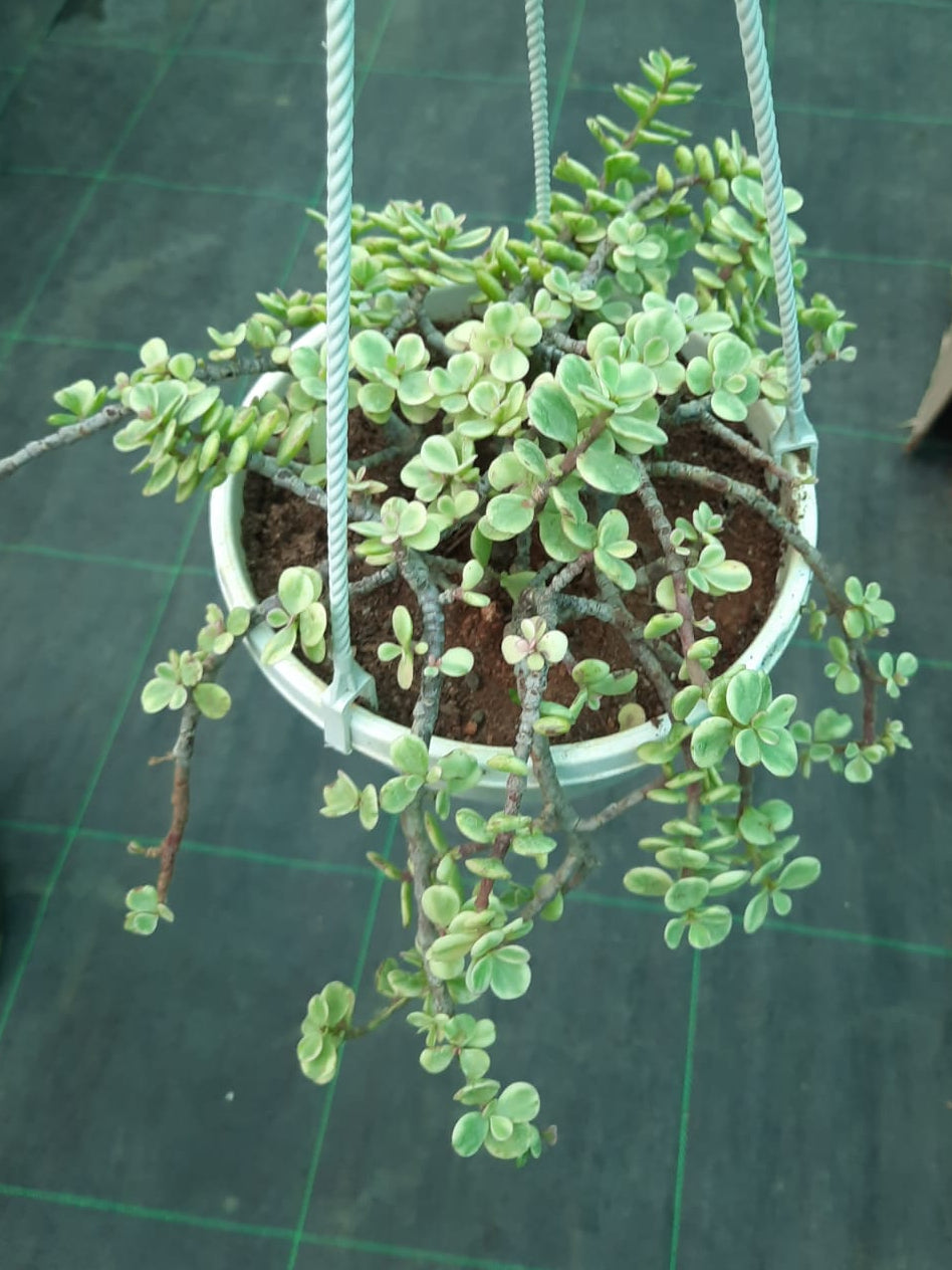 Hanging succulent plant in a white pot on a green grid background