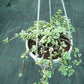 Hanging plant in a pot on a grid background