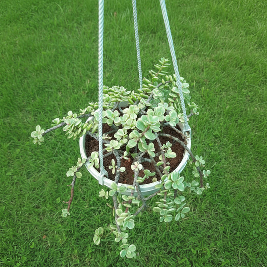 Hanging succulent plant in a white pot on a green grid background