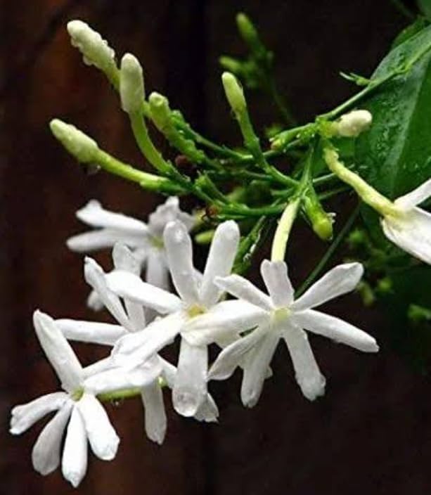 Jaji Malli in 5inch pot