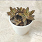 Kalanchoe Tormentosa Panda Plant brown in 7cm pot