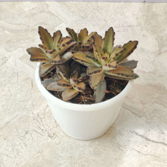 Kalanchoe Tormentosa Panda Plant brown in 7cm pot