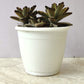 Kalanchoe Tormentosa Panda Plant brown in 7cm pot