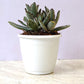 Kalanchoe Tormentosa Panda Plant in 12cm pot