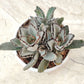 Kalanchoe Tormentosa Panda Plant in 12cm pot