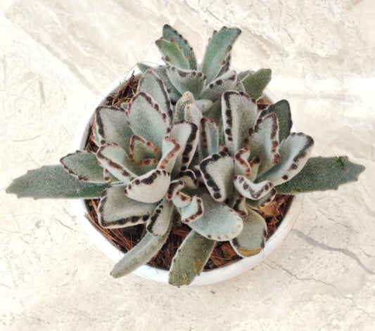 Kalanchoe Tormentosa Panda Plant in 12cm pot