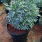 Silver lavender (artemisia stelleriana) in 4inch pot