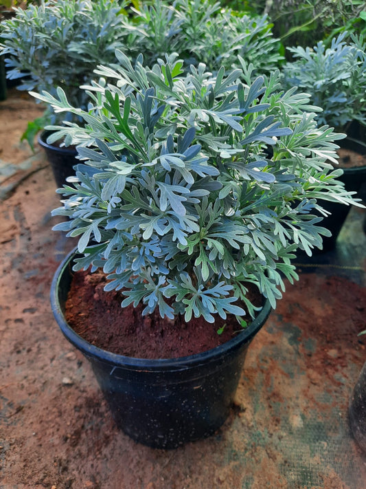Silver lavender (artemisia stelleriana) in 4inch pot