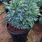 Silver lavender (artemisia stelleriana) in 4inch pot