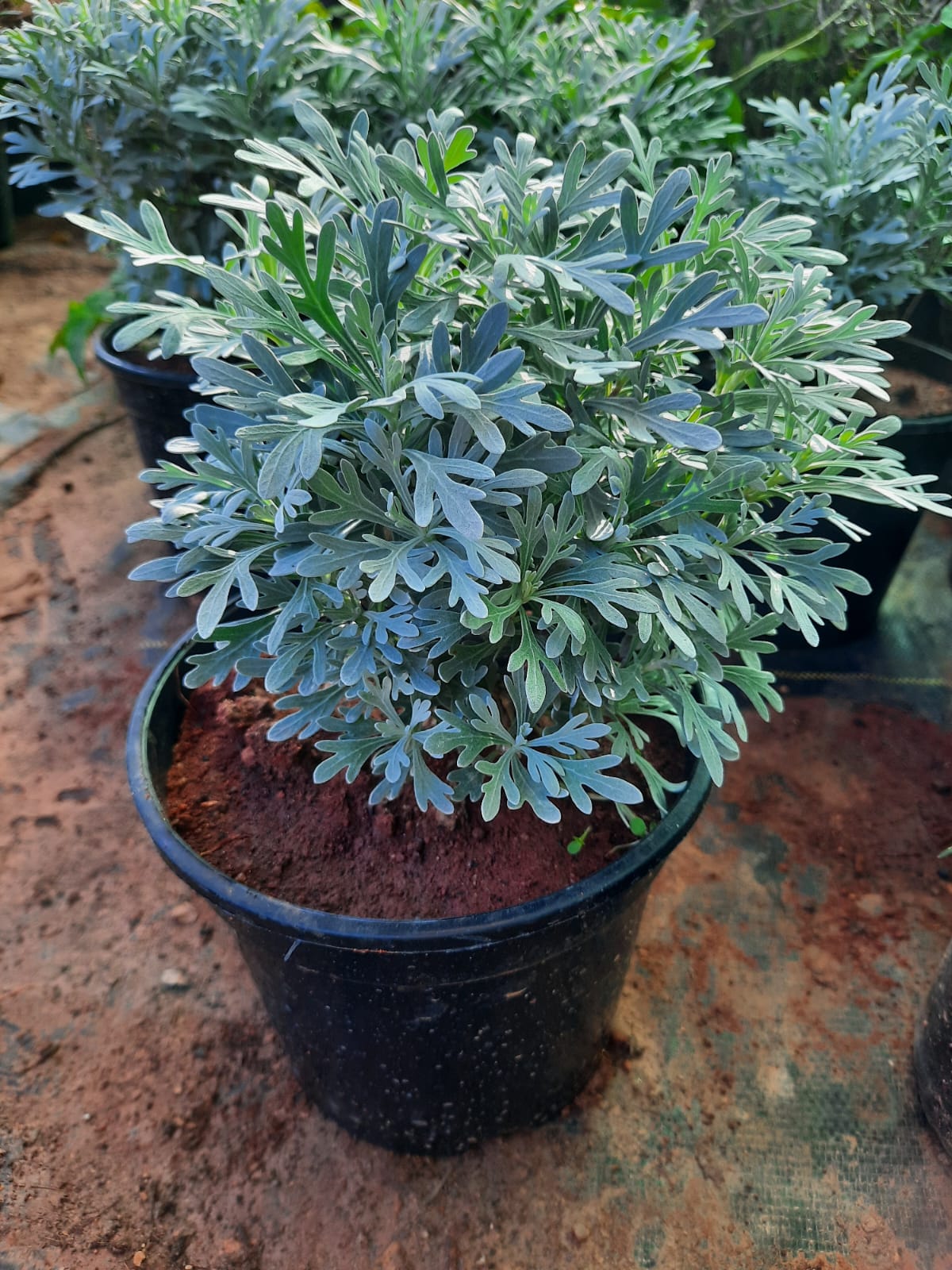 Silver lavender (artemisia stelleriana) in 4inch pot