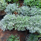 Silver lavender (artemisia stelleriana) in 4inch pot