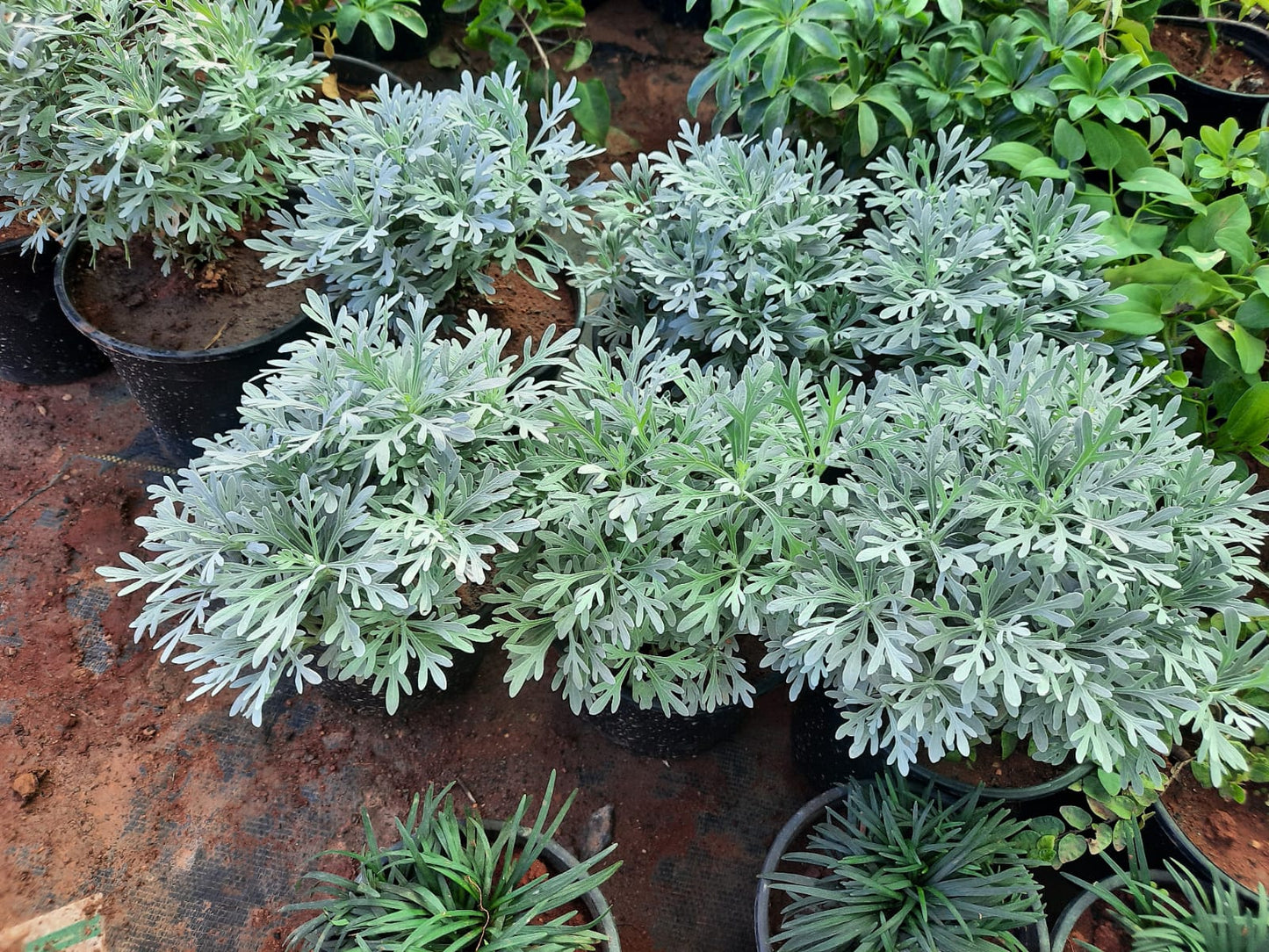 Silver lavender (artemisia stelleriana) in 4inch pot