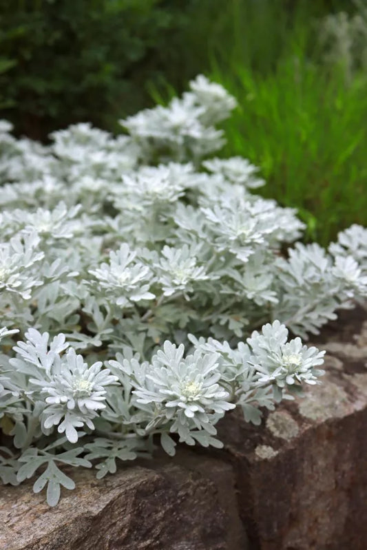 Silver lavender (artemisia stelleriana) in 4inch pot