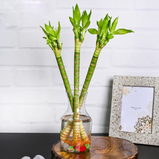 Lotus Stick
