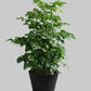 indoor Lush China Doll plant 