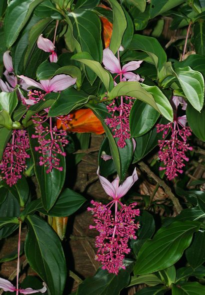 Medinilla magnifica 3ft height in 6 inch pot - without flowers