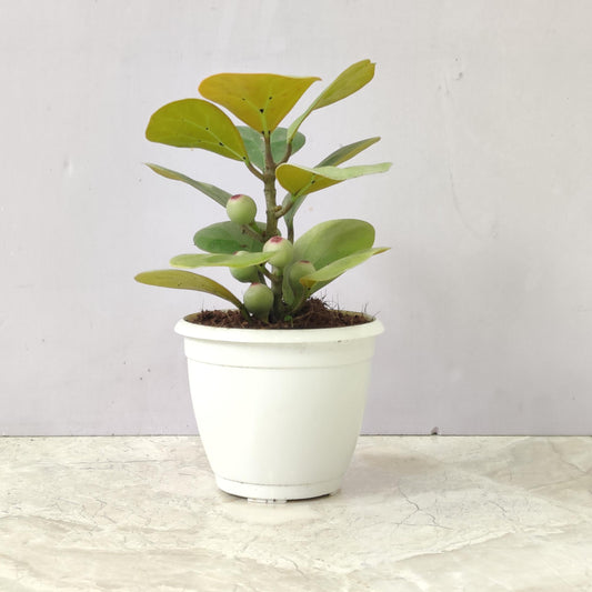 Rare Mistletoe fig 'Golden' (Ficus deltoidea) in 5inch pot