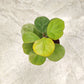 Rare Mistletoe fig 'Golden' (Ficus deltoidea) in 5inch pot