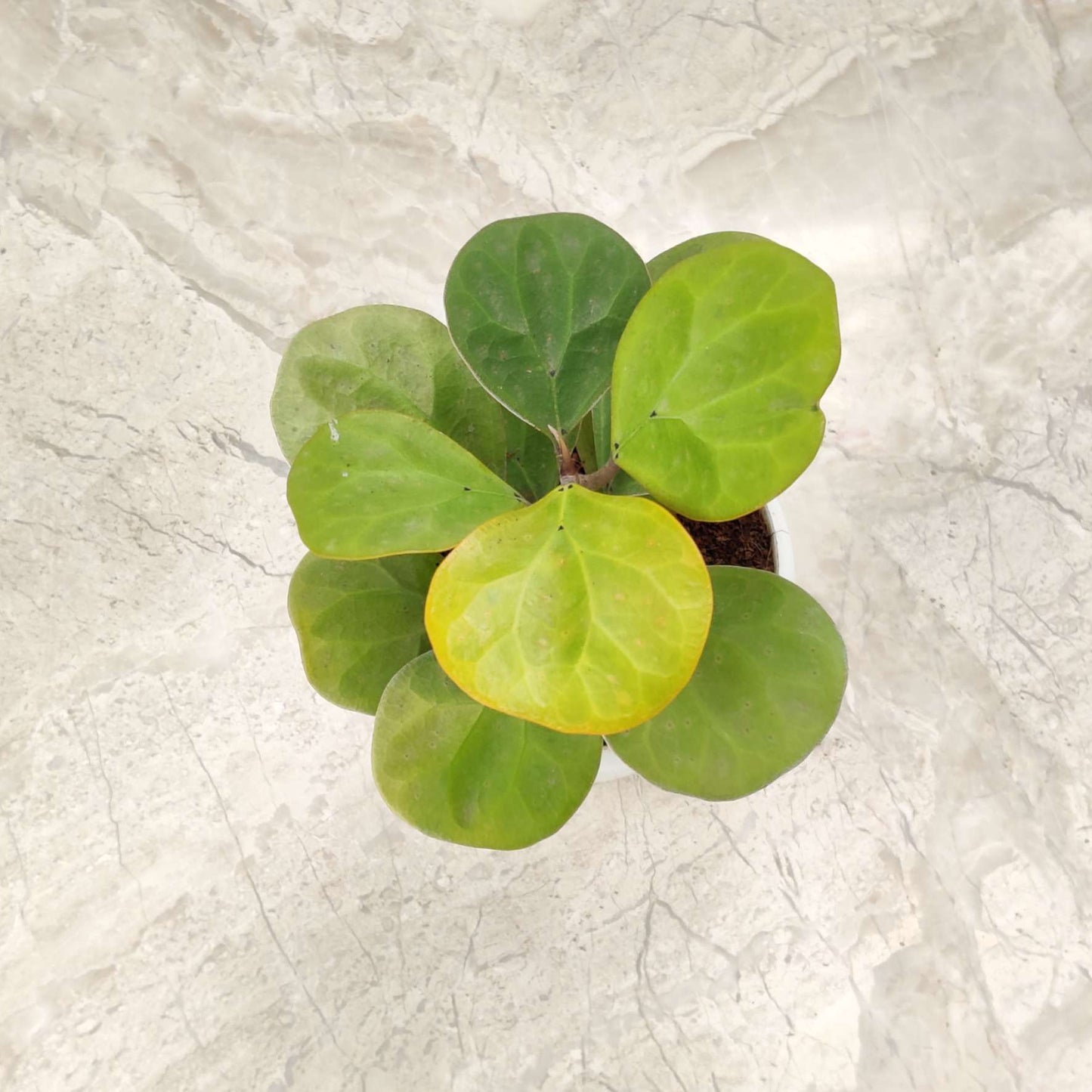 Rare Mistletoe fig 'Golden' (Ficus deltoidea) in 5inch pot