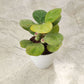 Rare Mistletoe fig 'Golden' (Ficus deltoidea) in 5inch pot
