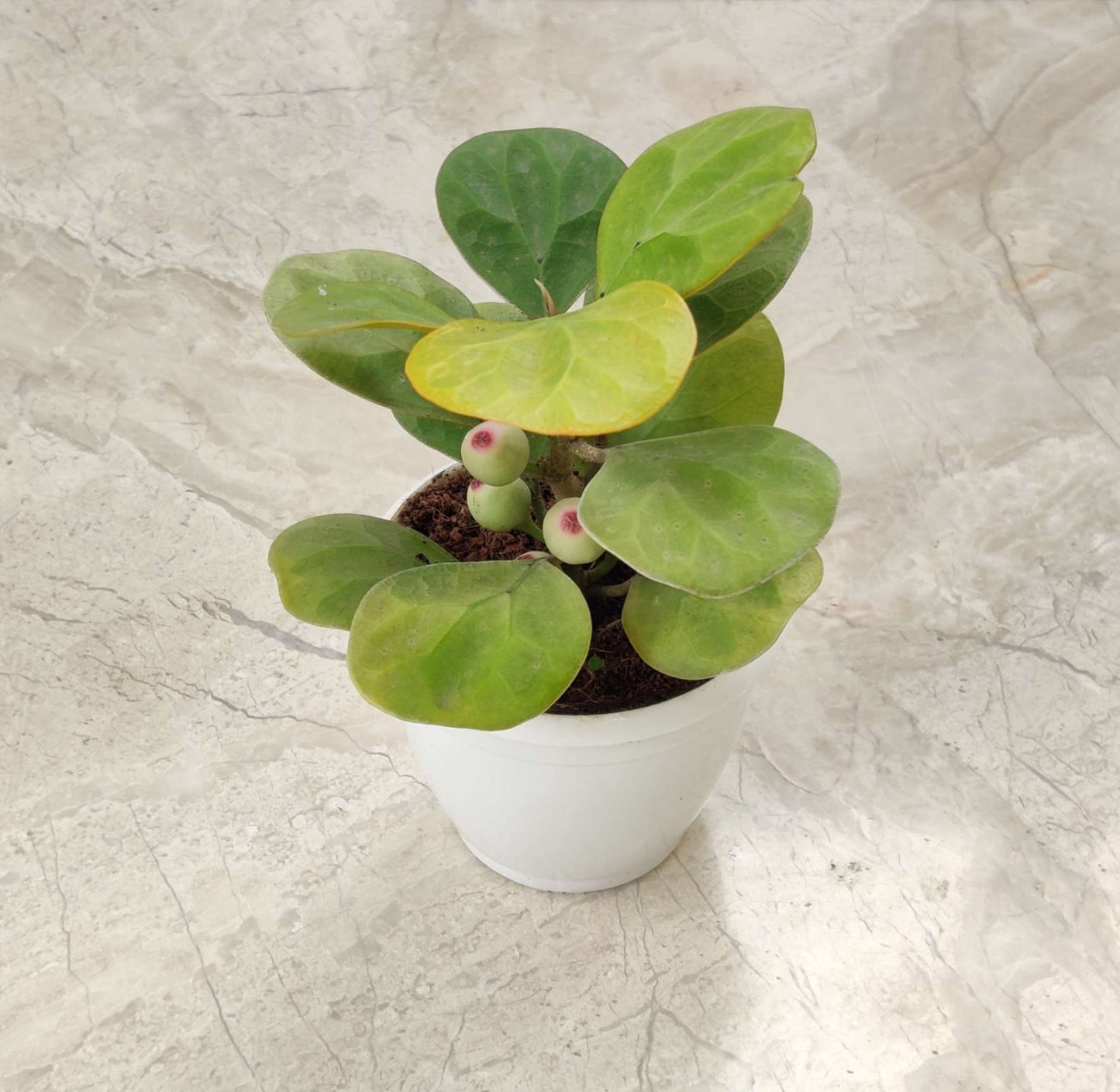 Rare Mistletoe fig 'Golden' (Ficus deltoidea) in 5inch pot