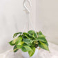 Green pothos plant in a white pot with a white hanging basket on a light surface.
