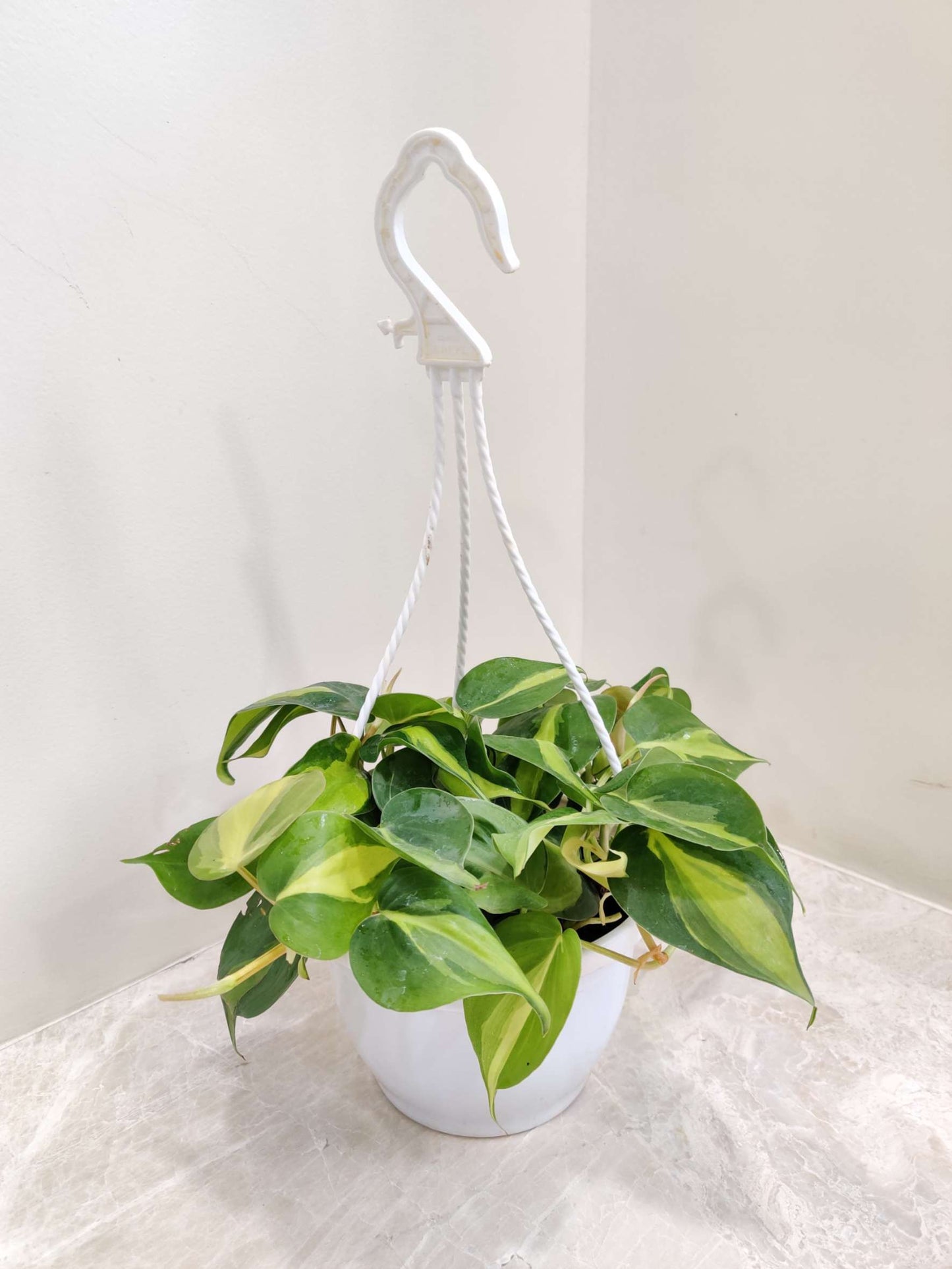 Green pothos plant in a white pot with a white hanging basket on a light surface.