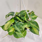 Hanging green plant with variegated leaves on a white background