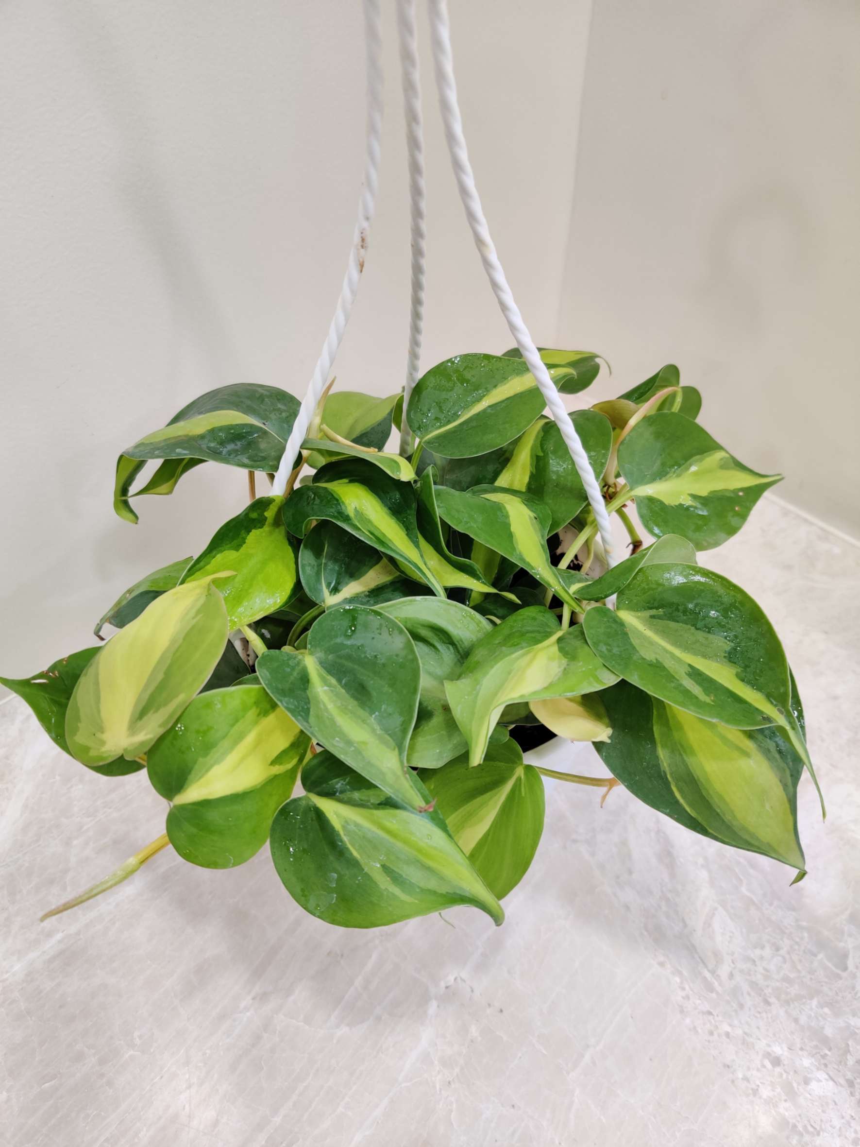 Hanging green plant with variegated leaves on a white background