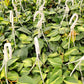 White hooks hanging among green plants